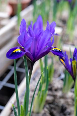 Blue Hill Rockgarden Iris 12 Bulbs 7/+ cm Very Hardy! Hirt's